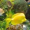 Tropical Fish