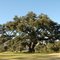 Randall Oak - New Roads,LA