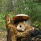 Hongo gigante en Skagway