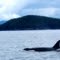 Killer Whale Prince William Sound