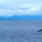 Killer Whale Prince William Sound