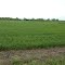 N Place Wheat