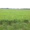 N Place Wheat