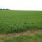 Home Place Wheat