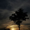 Sunset and Tree silhouette