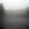 Pine Trees in Fog Around the Pond