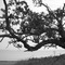 The 308 oak
