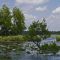 Swamp, Des Allemands, LA