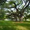 Cane River Creole Natl Historic Park, Oakland