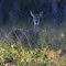 Doe in the wetlands north of Sand Pond