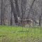 Lots of white tails