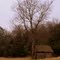 Shed and Tree