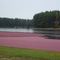 Cranberry