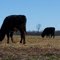 Keysville Cows