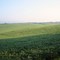Bloomfield Rd Soybean Crop