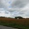 Soy Ready for Harvest