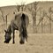 Lumen Equus