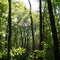 hockomock swamp