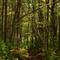 hockomock swamp