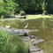 Pond near Holland Road