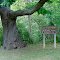 Curwood Tree