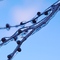 Icy branches