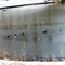My Duck Pond