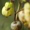 Groundcherry