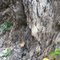 Chorite Phyllonite (2.7byo greenstone)