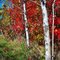 Birch tree,Sunfish lake park