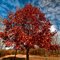 Red tree