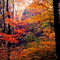 fall colors