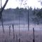 Fog by Rural Glen Cemetery #2