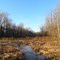 swamp near the Little Patuxent