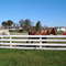 Gambrills Road, Winners Circ  Horses
