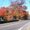 Autumn Leaves Annapolis Road