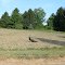 Peacock in a Field, 9386 Schellenberger Road, Bridgewater Township, Michigan