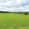 Green Pasture, Lodi Township, Michigan