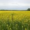 canola field