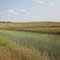 Canola field