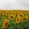 Sunflower field