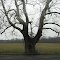 Landing Road Sycamore