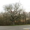 Gum Tree Corner