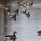 Canadian Geese on Cedar(ville) Lake