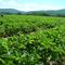 Bohringer's Fruit Farm