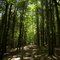 Trees like a Cathedral