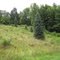 Vromans Nose Preserve Spruce