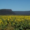 Looking toward Middleburg over a field of sunflowers