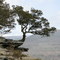Tree on Vroman's Nose