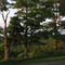 Sentinels on Damon Road